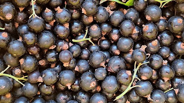 istock Fresh blackcurrants piled together, showcasing their rich dark color and glossy texture, with green leaves interspersed, representing a bountiful harvest of these delicious berries 2228889981
