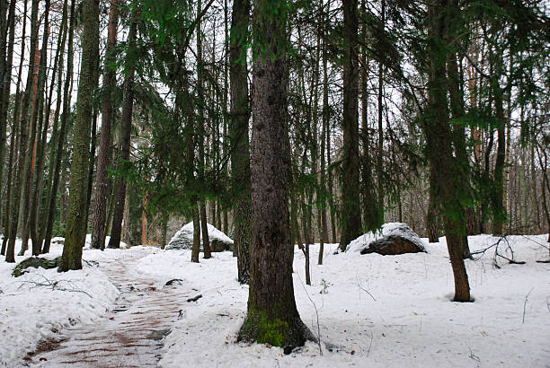 istock Snow-covered forest trail in winter landscape with tall evergreen trees 2228890437