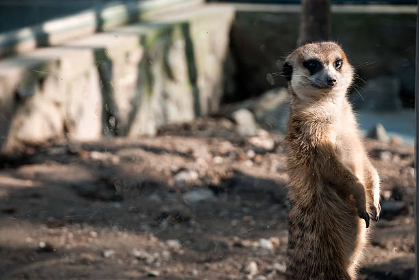 Curious meerkat standing alert in sunlit natural environment.