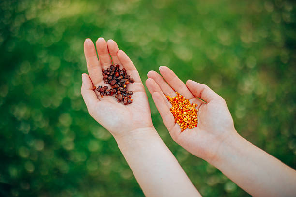 istock Holding Bee Pollen and Propolis in Open Hands 2228891303