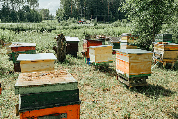 istock Apiary with Diverse Beehives in Sunny Rural Meadow 2228891313