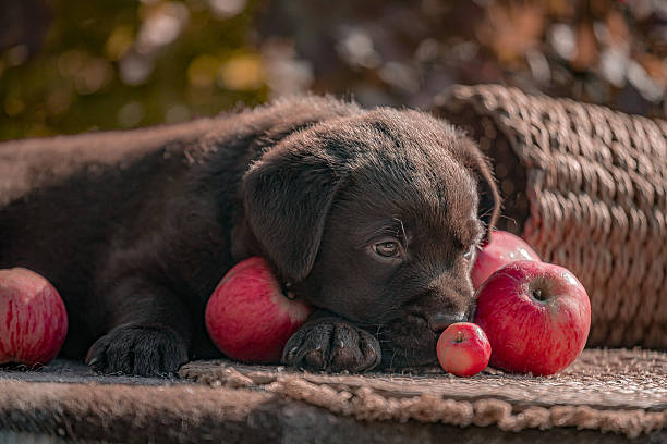 istock Labrador brown puppy resting head on apples during autumn afternoon. 2228892359