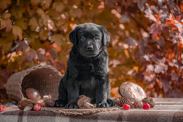 Black Labrador retriever pup sits surrounded by mushrooms, pinecones, red apples, and earthy elements over plaid fabric, golden leaves behind.