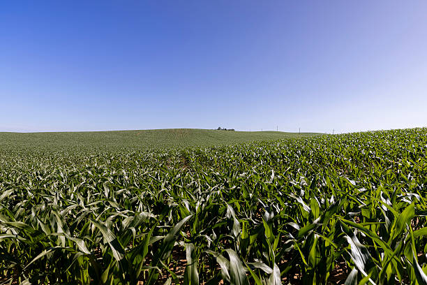 istock large agricultural field with a future corn harvest during corn blooming, summer weather with blue sky, landscape photography 2228892644