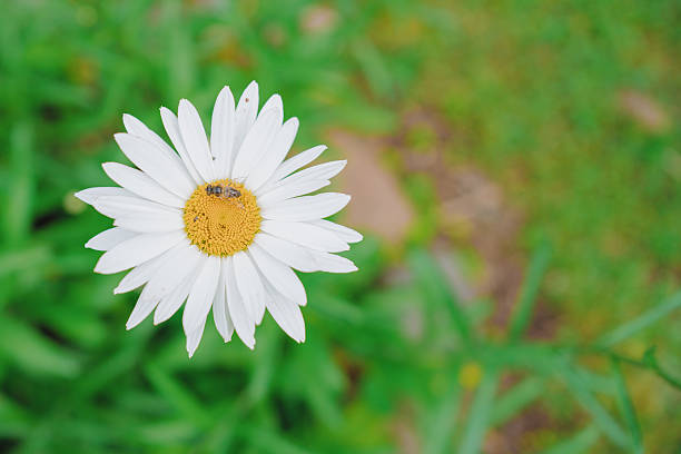 Close-up of a white daisy with a single insect resting at its center, surrounded by lush green leaves. Perfect capture of a sunny day in a tranquil garden setting