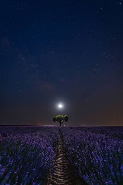 istock Nighttime view of a lavender field under a starry sky 2228896360
