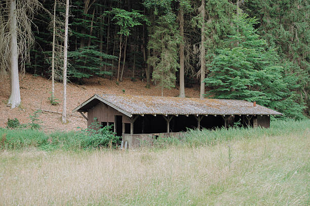 A dramatic and cold view of an old abandoned shack in the woods