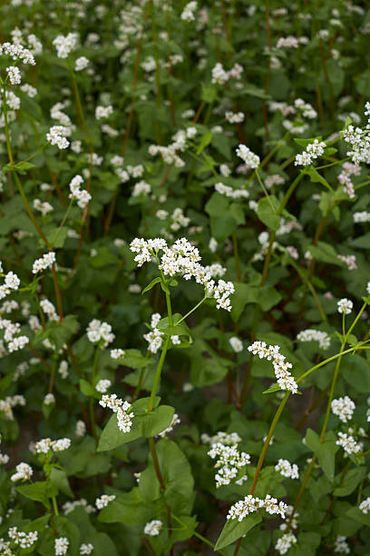 istock buckwheat agricultural field in Italy 2228897990
