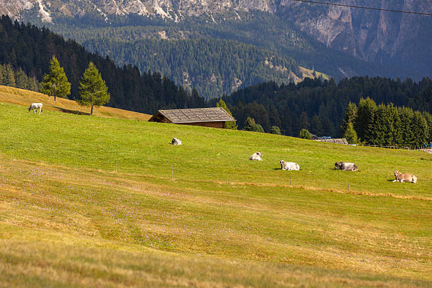 istock Cows eating grass on a green pasture 2228898554