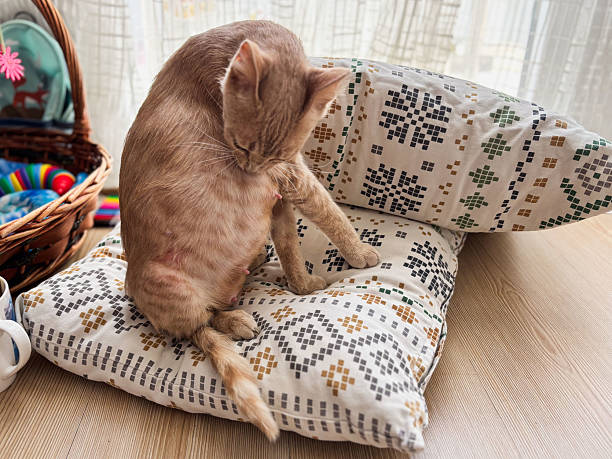istock Ginger Cat Cleaning Itself on a Pillow 2228899553