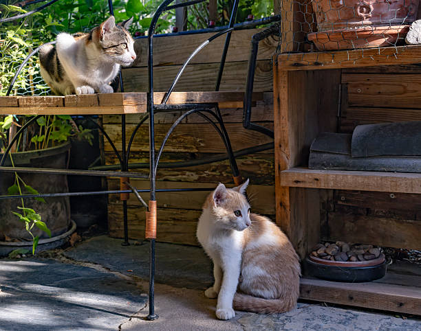 Madrid. Spain. Two playful cats basking in the warm sunlight of a tranquil garden, perched on a wooden shelf and curiously exploring their surroundings, embodying the essence of outdoor serenity