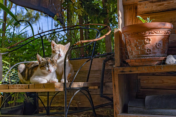 istock Cozy cats relaxing on a garden bench 2228902173