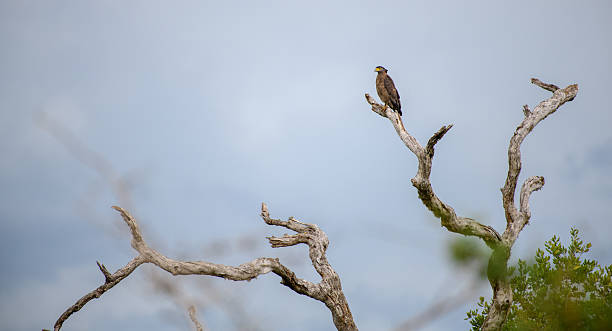 istock Serpent eagle perch high on a bare dry tree against the gloomy dark skies. 2228903940