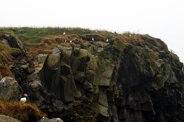 Icelandic puffins perched on a cliff with their vibrant beaks about to take flight.