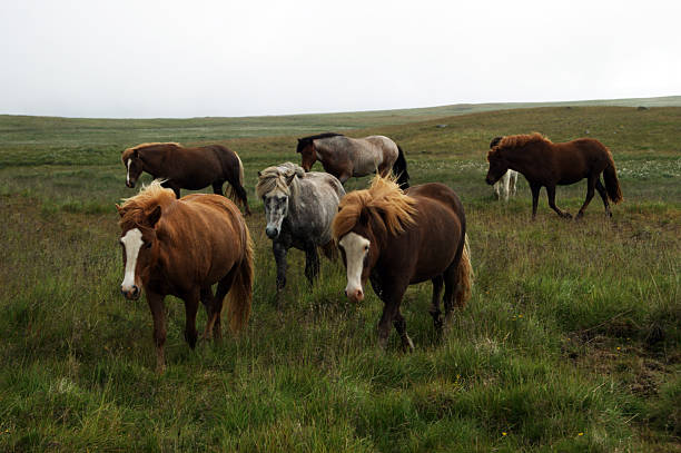 Icelandic horses in a herd running through a meadow