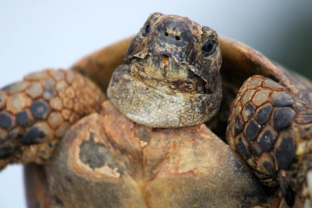 Box turtle close up