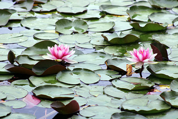 istock Lotus Blossom Floating Gently on Still Water Surface 2228905956