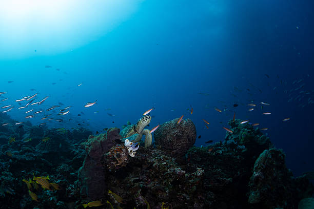 Scuba diving. Beautiful sea life. Sea turtle Underwater scene  Blonde women, scuba diver, explore filming Green  turtle and enjoy at tropical sea.
