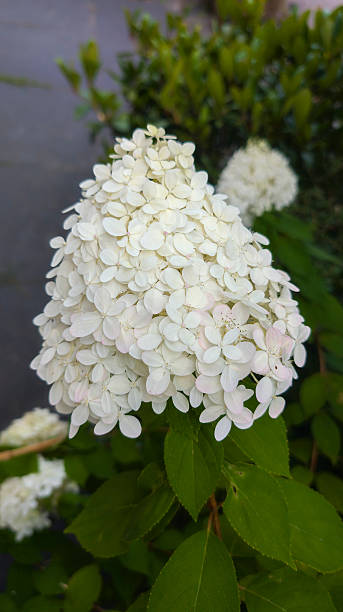 istock strong annabel hydrangea flower in garden 2228906711