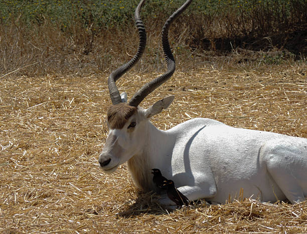 A majestic addax antelope standing calmly while two myna birds perch near its feet. The image beautifully captures the harmonious interaction between these species in their natural desert habitat.