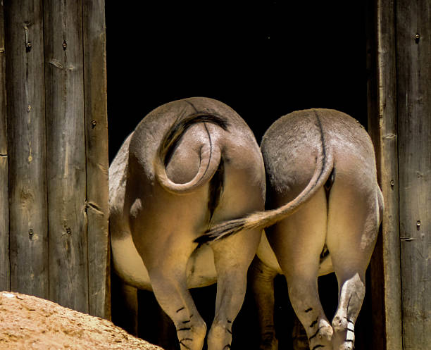 istock Two Donkeys Standing Side by Side in Stable, Rear View 2228910825