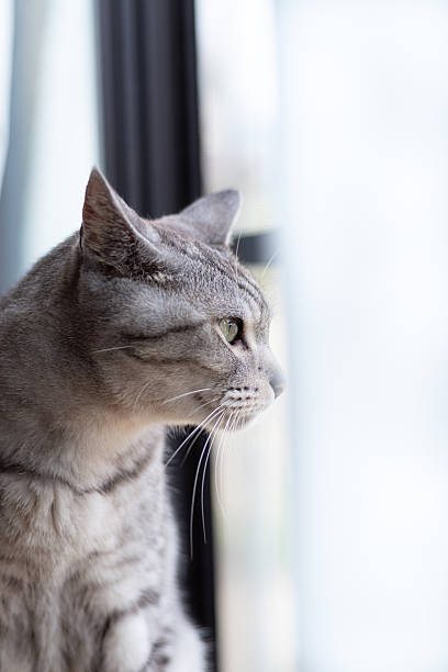 Cute cat relaxing by the window
