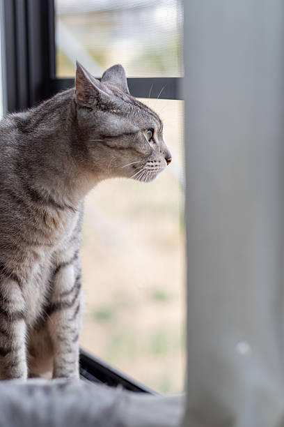 istock Cute cat relaxing by the window 2228912486