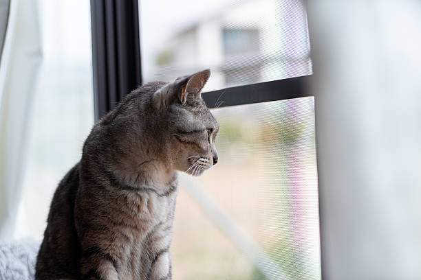 Cute cat relaxing by the window