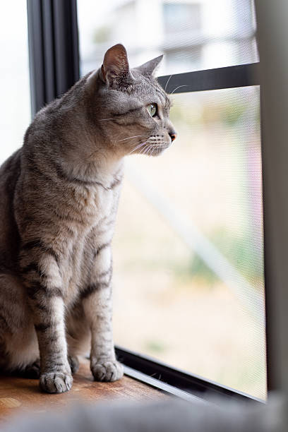 istock Cute cat relaxing by the window 2228912541