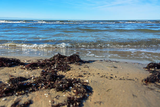 Natural seaweeds on the coast of Baltic sea.