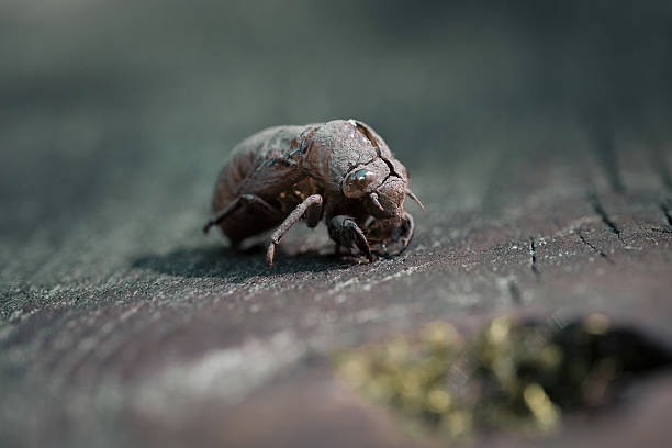 Close-up of a cicada exoskeleton attached to fine mesh tent netting. This detailed image captures the delicate structure of the empty shell left behind after molting, offering a unique contrast between natural life cycles and human-made materials in an outdoor setting.