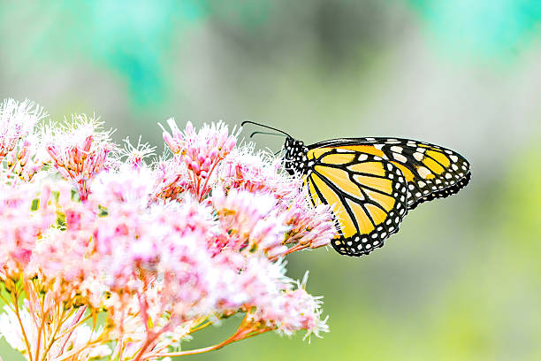 A monarch butterfly (Danaus plexippus) delicately feeding on vibrant pink wildflowers, captured in strong natural light. The image showcases the iconic orange and black wings of the butterfly against a dreamy, softly blurred background, highlighting the beauty of pollinators in a summer meadow.