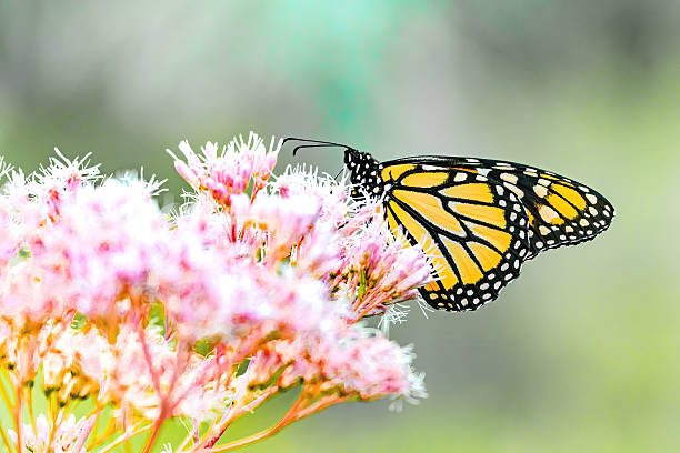 A monarch butterfly (Danaus plexippus) delicately feeding on vibrant pink wildflowers, captured in strong natural light. The image showcases the iconic orange and black wings of the butterfly against a dreamy, softly blurred background, highlighting the beauty of pollinators in a summer meadow.
