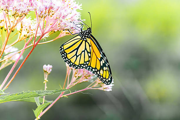 A monarch butterfly (Danaus plexippus) delicately feeding on vibrant pink wildflowers, captured in strong natural light. The image showcases the iconic orange and black wings of the butterfly against a dreamy, softly blurred background, highlighting the beauty of pollinators in a summer meadow.