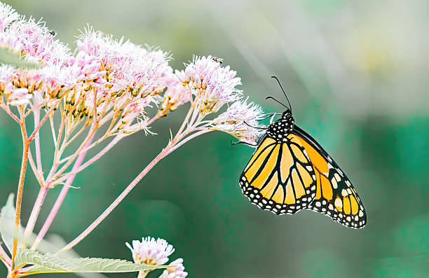 A monarch butterfly (Danaus plexippus) delicately feeding on vibrant pink wildflowers, captured in strong natural light. The image showcases the iconic orange and black wings of the butterfly against a dreamy, softly blurred background, highlighting the beauty of pollinators in a summer meadow.
