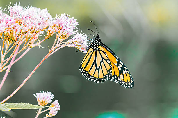 istock Monarch Butterfly on Bright Pink Wildflowers in Summer Light 2228914364