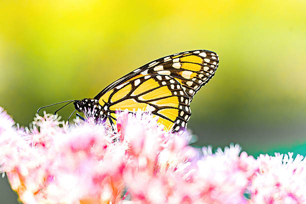 A monarch butterfly (Danaus plexippus) delicately feeding on vibrant pink wildflowers, captured in strong natural light. The image showcases the iconic orange and black wings of the butterfly against a dreamy, softly blurred background, highlighting the beauty of pollinators in a summer meadow.