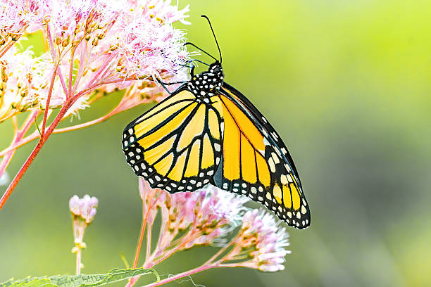 istock Monarch Butterfly on Bright Pink Wildflowers in Summer Light 2228916739