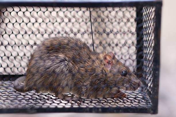 istock Rat trapped in an iron cage 2228918991