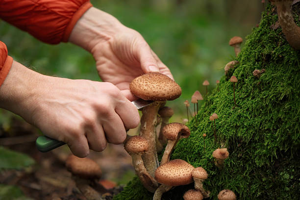istock Cutting wild fungi in a forest 2228919329