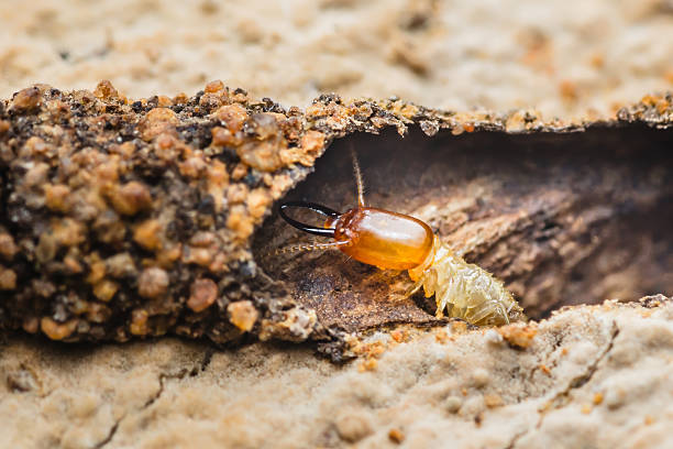 istock Termite emerging from tunnel in damaged wood 2228920294