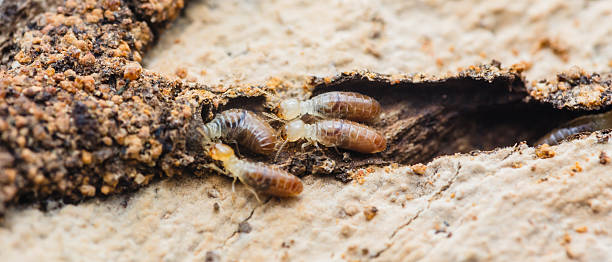 istock Termites destroying wooden plank with mud tubes 2228920299