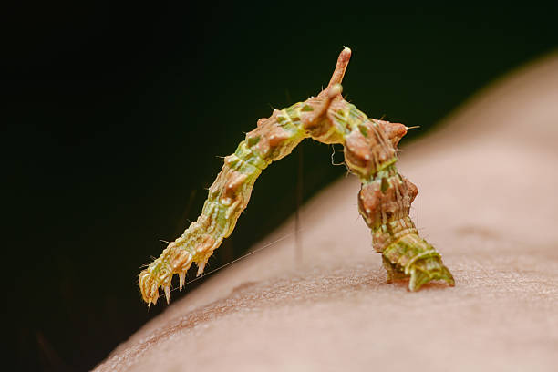 Close-up of a vibrant green caterpillar with subtle brown markings arching its body while crawling across human skin, highlighting the biodiversity of a tropical rainforest