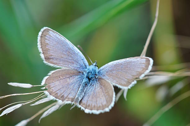istock A blue butterfly with outstretched wings. Insects in nature. 2228920676