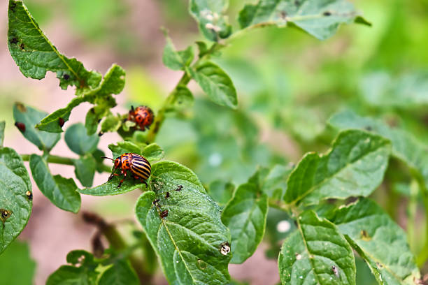 istock Colorado beetle eats potato leaves. 2228920701