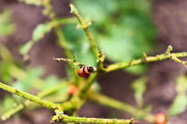 Two Colorado beetles on a potato plant
