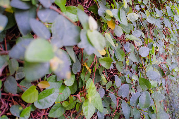 A lush green creeper densely covers a wall, creating a textured natural background, with small leaves creating a botanical tapestry with organic patterns in a close-up view.