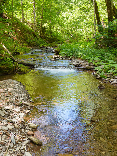 istock wild water creek in the dense forest 2228921554