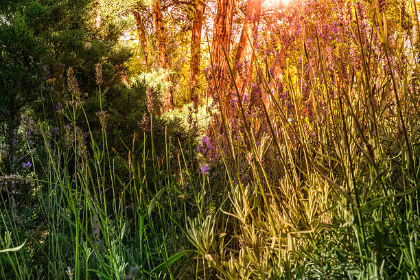 Vibrant garden scene featuring tall lavender plants basking in sunlight. Surrounded by lush greenery and illuminated by warm and golden rays.