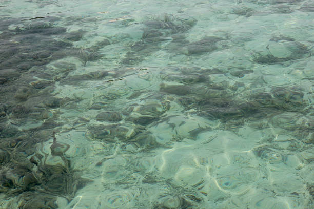 Capture the mesmerizing beauty of crystal-clear turquoise water shimmering with sunlight reflecting on the surface, creating captivating patterns of light and shadow over submerged rock formations